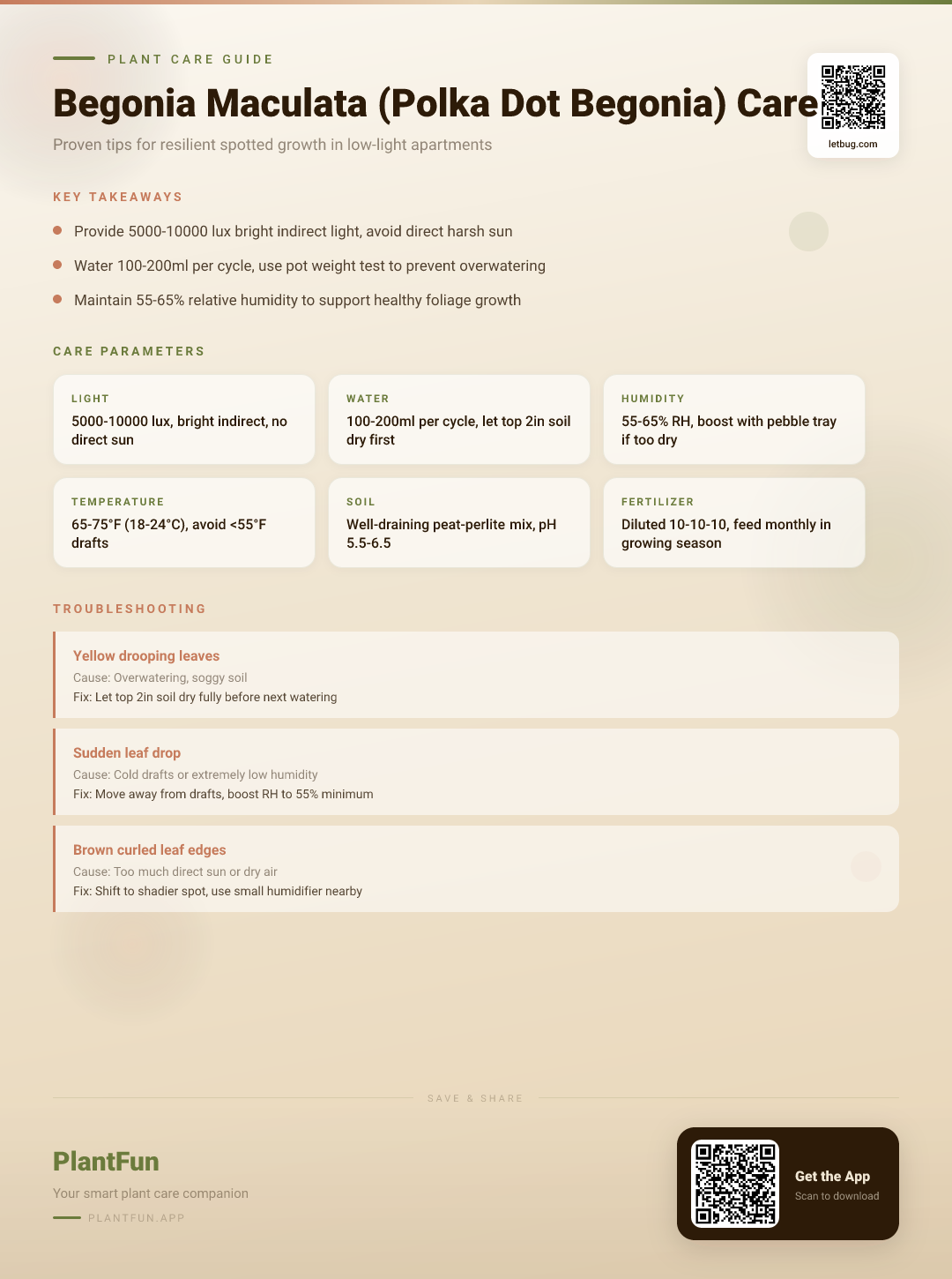 Begonia Maculata in a Dim Apartment: The Complete Care Guide for Resilient Growth — Care Guide for indoor houseplants