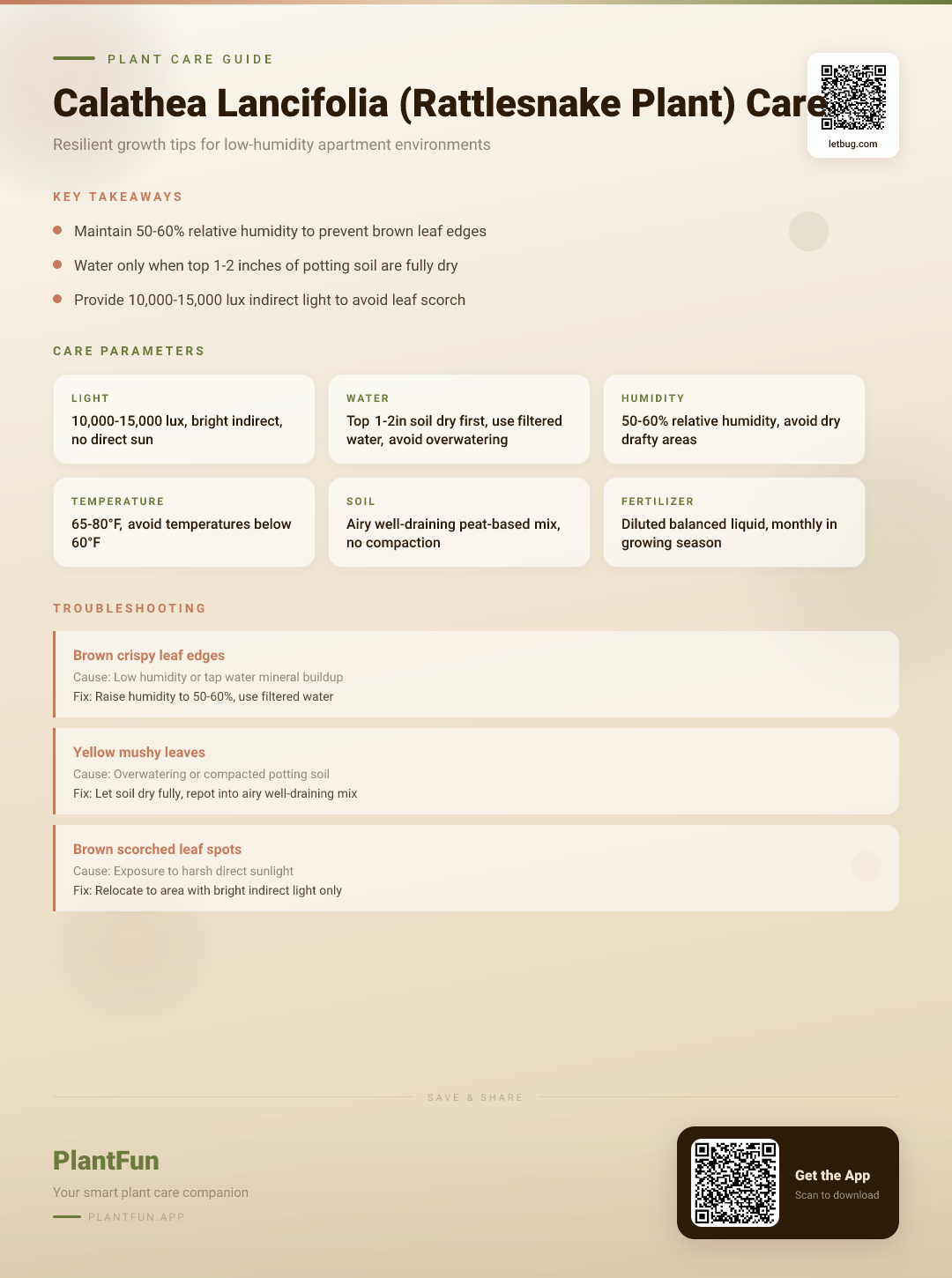 Calathea Lancifolia in a Low-Humidity Apartment: The Ultimate Care Guide for Resilient Growth — Care Guide for indoor houseplants