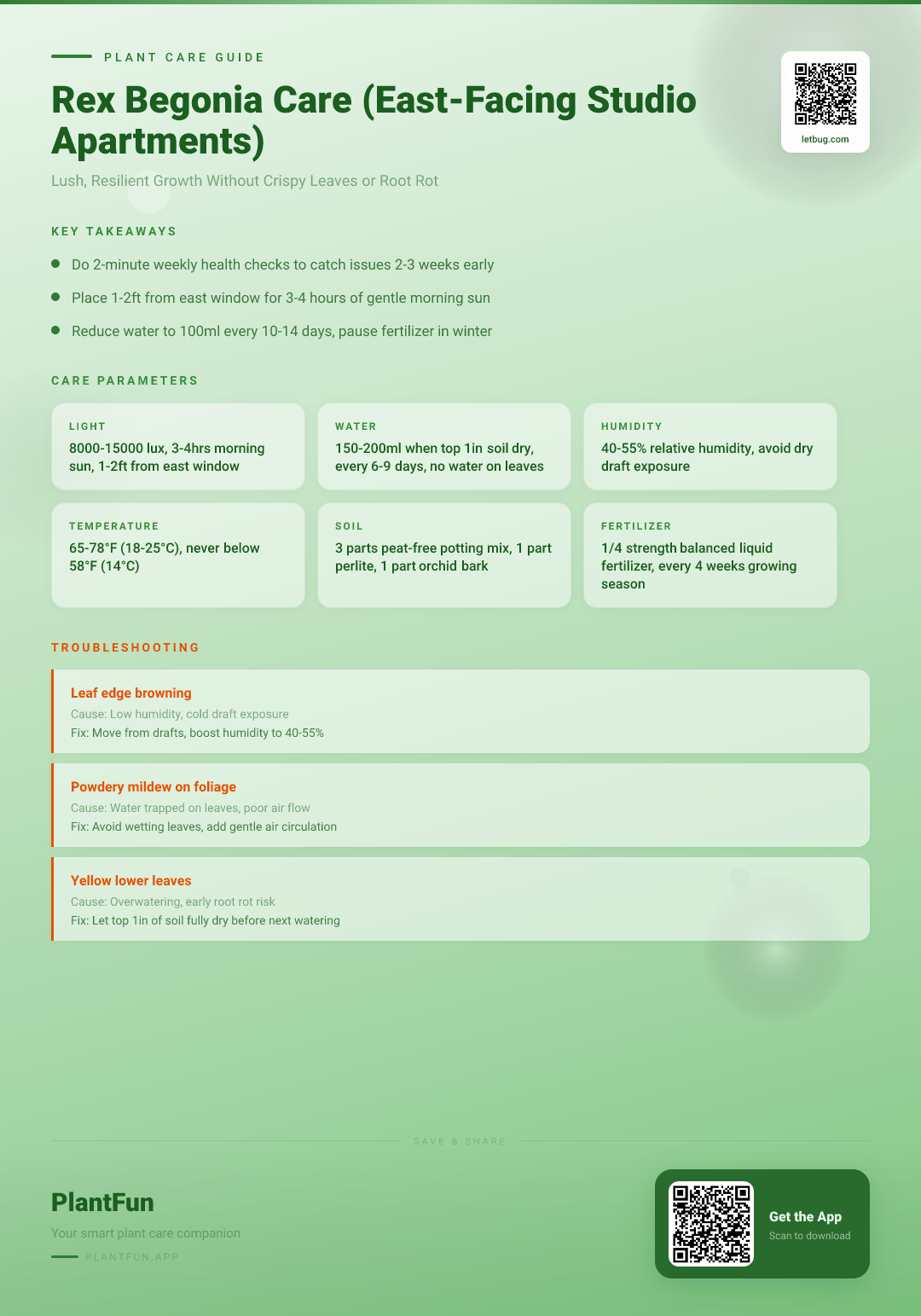 The Complete Rex Begonia Care Checklist for East-Facing Studio Apartments for Lush Resilient Growth — Care Guide for indoor houseplants