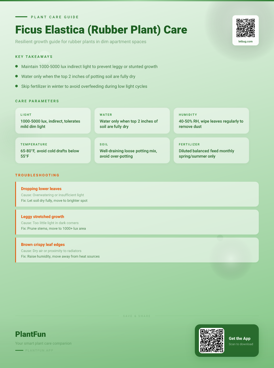 Ficus Elastica in a Dim Apartment: The Complete Rubber Plant Care Guide for Resilient Growth — Care Guide for indoor houseplants