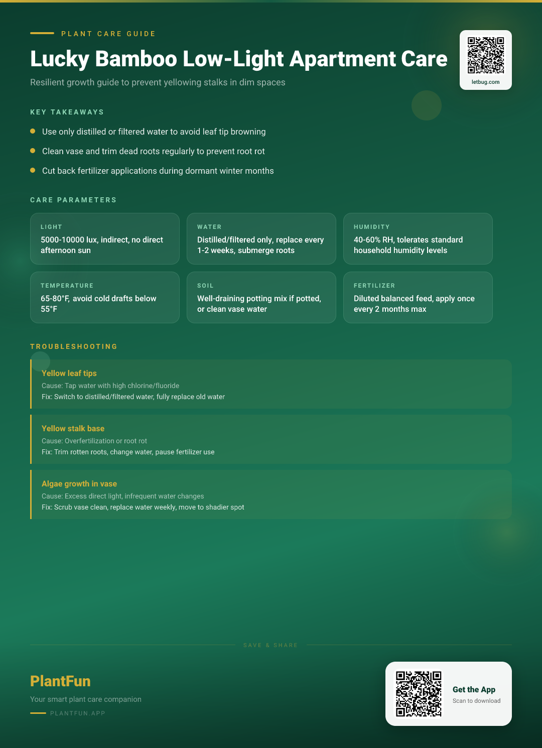 Lucky Bamboo in a Low-Light Apartment: The Complete Care Guide for Resilient Growth — Care Guide for indoor houseplants