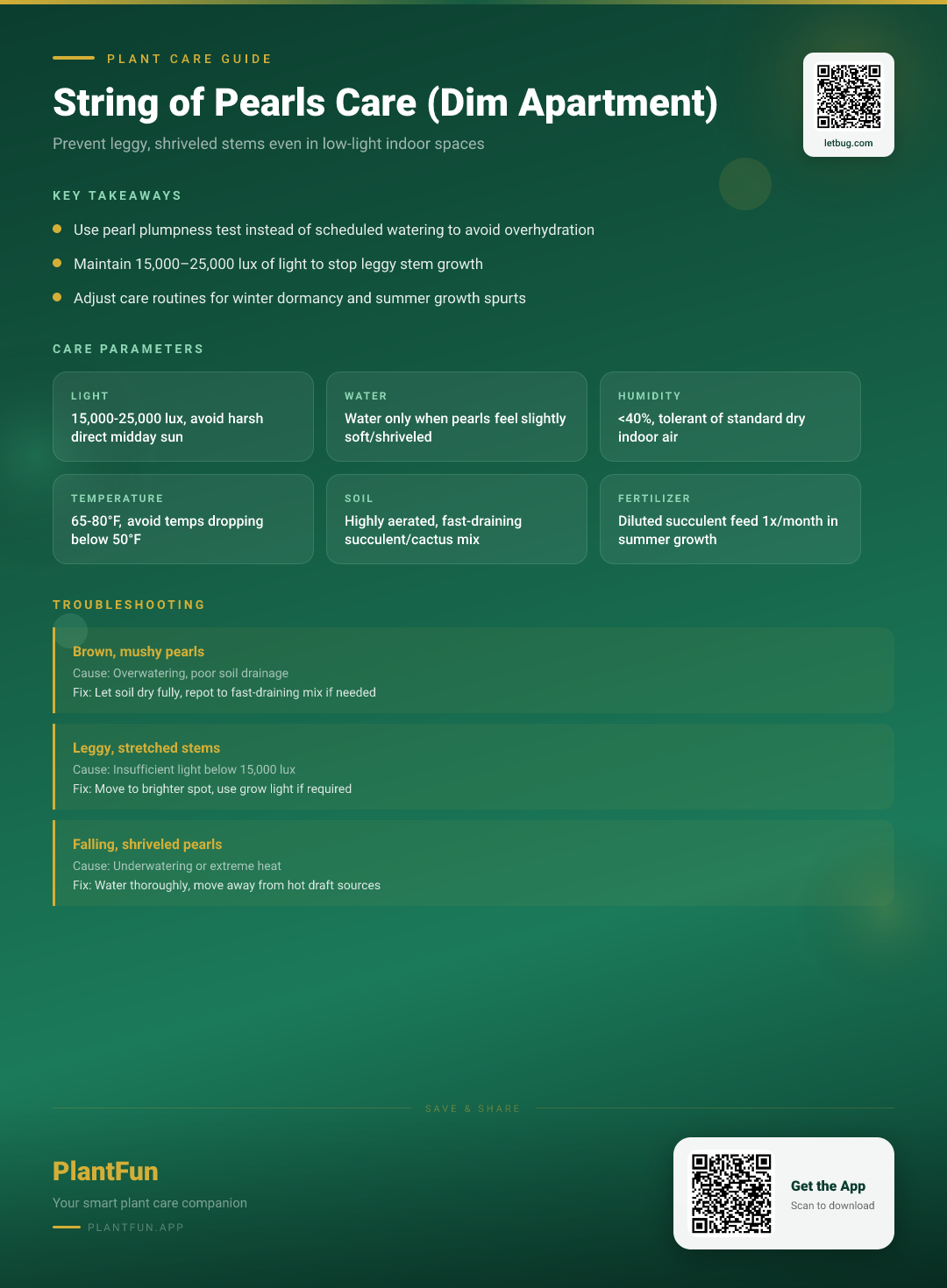 String of Pearls in a Dim Apartment: 7 Rules to Prevent Leggy, Dying Stems — Care Guide for indoor houseplants