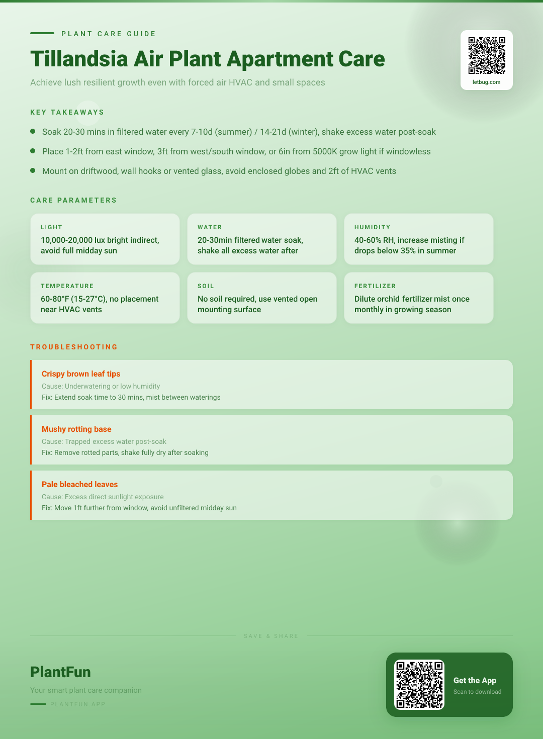 Tillandsia Air Plant Care Checklist for Apartments: 7 Fixes for Resilient Lush Growth — Care Guide for indoor houseplants