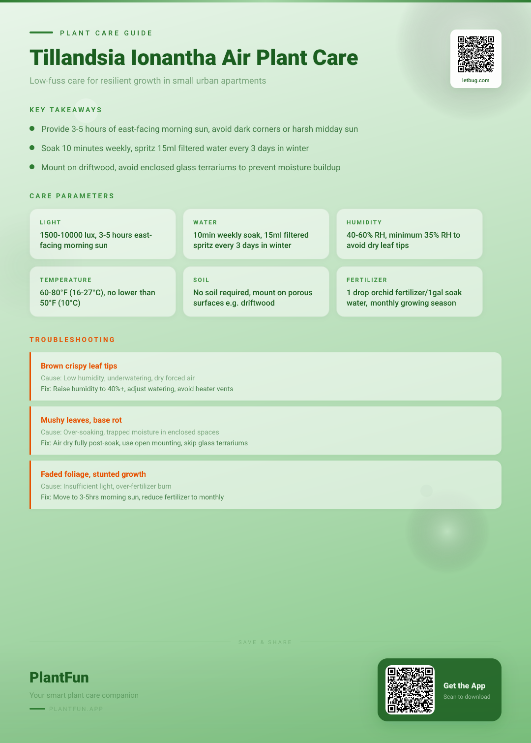 Tillandsia Ionantha Care Checklist: 8 Rules for Resilient Growth in Small Urban Apartments — Care Guide for indoor houseplants