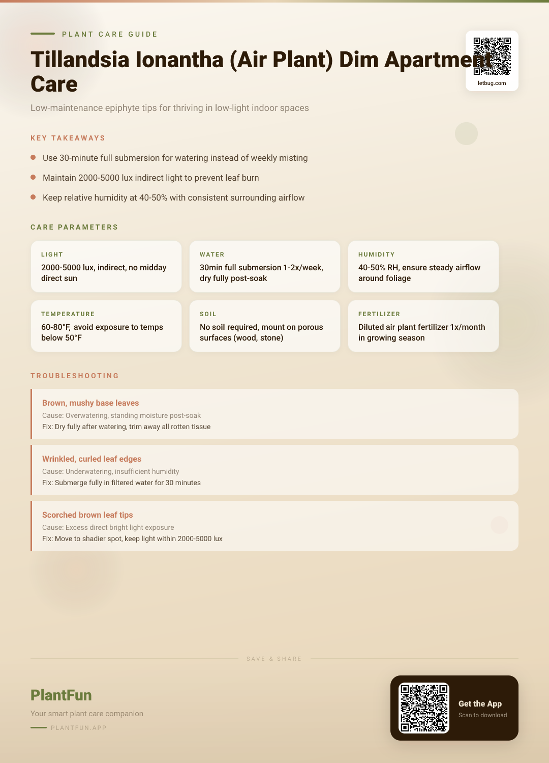 Tillandsia Ionantha Care for Dim Apartments: The Complete Rescue and Growth Guide — Care Guide for indoor houseplants