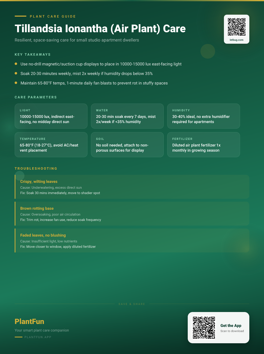 Tillandsia Ionantha Care Guide for Small Studio Apartments: Grow Lush, Resilient Air Plants — Care Guide for indoor houseplants