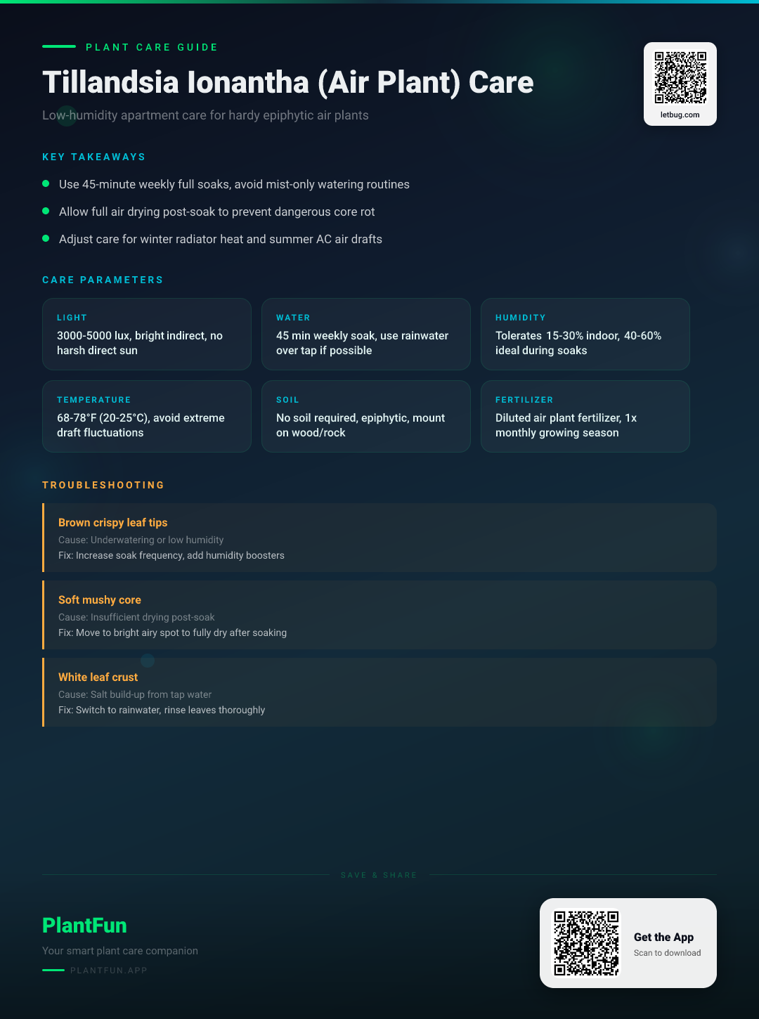 Tillandsia Ionantha in a Low-Humidity Apartment: The Ultimate Care Guide for Resilient Air Plants — Care Guide for indoor houseplants